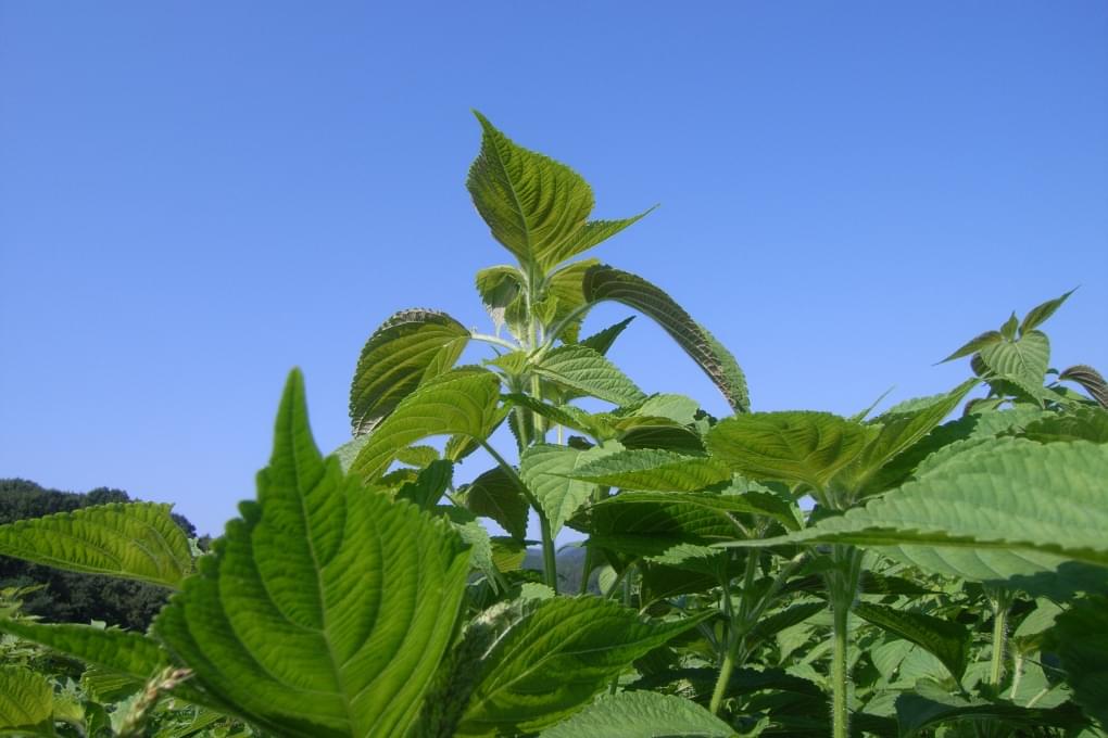 農薬を使用せず栽培